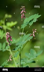 Attēlu rezultāti vaicājumam “Vicia pisiformis”