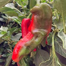 Afbeeldingsresultaat voor long red marconi sweet pepper