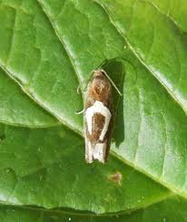 Attēlu rezultāti vaicājumam “Epiblema foenella”