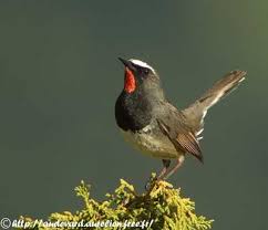 Attēlu rezultāti vaicājumam “Muscicapidae”
