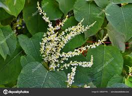 Attēlu rezultāti vaicājumam “Reynoutria sachalinensis flower”