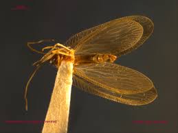 Attēlu rezultāti vaicājumam “Hemerobius perelegans”