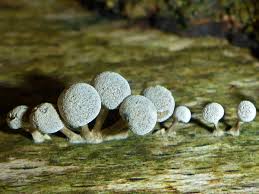 Attēlu rezultāti vaicājumam “Phleogena faginea”