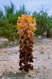 Attēlu rezultāti vaicājumam “Orobanchaceae”