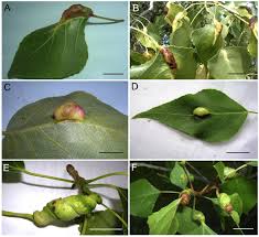 Attēlu rezultāti vaicājumam “Thecabius affinis imago”