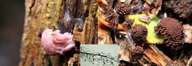 Attēlu rezultāti vaicājumam “Trichia varia sessile”