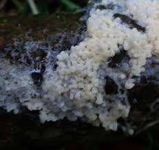 Attēlu rezultāti vaicājumam “Badhamia lilacina var. megaspora sessile”