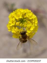 Attēlu rezultāti vaicājumam “Alyssum gmelinii”