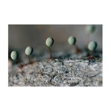 Attēlu rezultāti vaicājumam “Physarum penetrale”