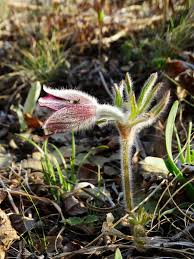 Attēlu rezultāti vaicājumam “Pulsatilla pratensis leaf”