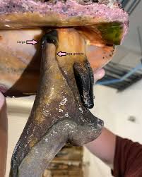 Image result for Aliger gigas