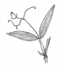 Attēlu rezultāti vaicājumam “Lathyrus latifolius leaf”