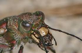 Attēlu rezultāti vaicājumam “Cicindela sylvatica imago”