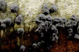 Attēlu rezultāti vaicājumam “Hypoxylon vogesiacum”