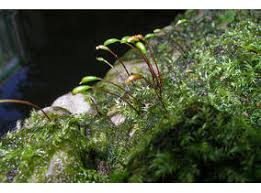 Attēlu rezultāti vaicājumam “Leptodictyum riparium”