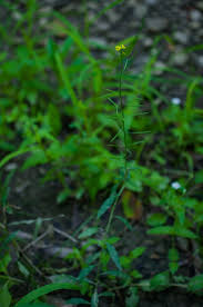 Attēlu rezultāti vaicājumam “Erysimum cheiranthoides leaf”