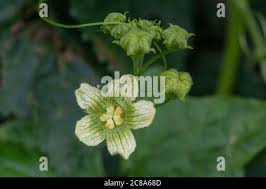 Attēlu rezultāti vaicājumam “Bryonia alba bud”