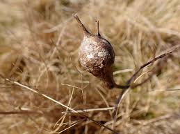 Attēlu rezultāti vaicājumam “Aulacidea hieracii”