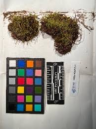 Attēlu rezultāti vaicājumam “Pohlia cruda sporophyte”