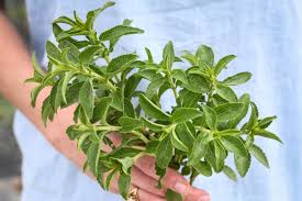 Image result for Stevia rebaudiana