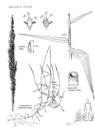Attēlu rezultāti vaicājumam “Diachea subsessilis stalked”