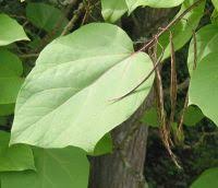 Attēlu rezultāti vaicājumam “Catalpa ovata fruit”