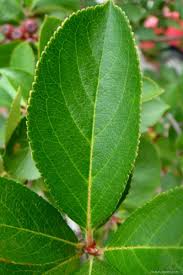 Attēlu rezultāti vaicājumam “Aronia melanocarpa leaf”
