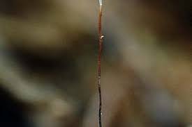 Attēlu rezultāti vaicājumam “Typhula erythropus”