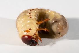 Attēlu rezultāti vaicājumam “Oryctes nasicornis larva”