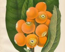 Attēlu rezultāti vaicājumam “Libanotis montana fruit”