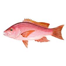 Image result for Lutjanus campechanus