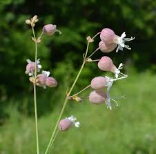 Attēlu rezultāti vaicājumam “Silene tatarica flower”