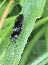 Attēlu rezultāti vaicājumam “Hemicrepidius sp.”