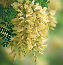 Attēlu rezultāti vaicājumam “Gleditsia triacanthos flower”
