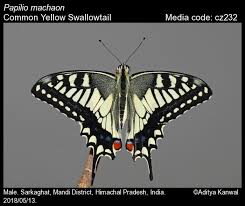 Attēlu rezultāti vaicājumam “Papilio machaon”