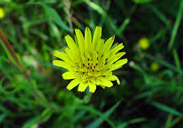 Attēlu rezultāti vaicājumam “Tragopogon pratensis subsp. pratensis flower”