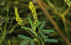 Attēlu rezultāti vaicājumam “Melilotus”