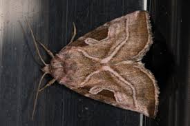 Attēlu rezultāti vaicājumam “Eucarta virgo”