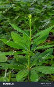 Attēlu rezultāti vaicājumam “Lilium martagon bud”