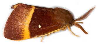 Attēlu rezultāti vaicājumam “Lasiocampa quercus”