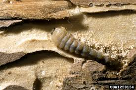 Attēlu rezultāti vaicājumam “Callidium violaceum”