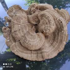 Attēlu rezultāti vaicājumam “Bondarzewia mesenterica”