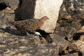 Attēlu rezultāti vaicājumam “Lagopus lagopus male”