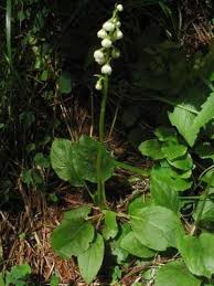 Attēlu rezultāti vaicājumam “Pyrola minor”