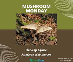 Attēlu rezultāti vaicājumam “Agaricus”