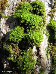 Attēlu rezultāti vaicājumam “Zygodon rupestris”