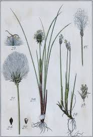 Attēlu rezultāti vaicājumam “Trichophorum alpinum”