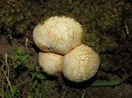 Attēlu rezultāti vaicājumam “Scleroderma citrinum”