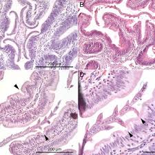 Image result for Mustelus palumbes