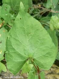 Attēlu rezultāti vaicājumam “Fallopia dumetorum leaf”